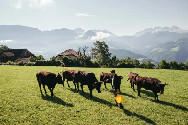Wagyu Rinder auf der Weide